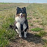 dog, animal, outdoor, grass, path, happy, pet, nature, sunlight, tricolor, fur, canine, sitting, smiling, field, sky, daytime, portrait, muzzle, ears