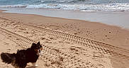 Yuki participe au concours pour gagner de l'argent avec cette photo : dog, beach, sand, ocean, waves, sky, clouds, tire_tracks, footprints, outdoor, pet, animal, happy, nature, water, shore, coast, daytime, canine, fluffy