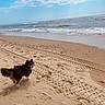 dog, beach, sand, ocean, waves, sky, clouds, tire_tracks, footprints, outdoor, pet, animal, happy, nature, water, shore, coast, daytime, canine, fluffy