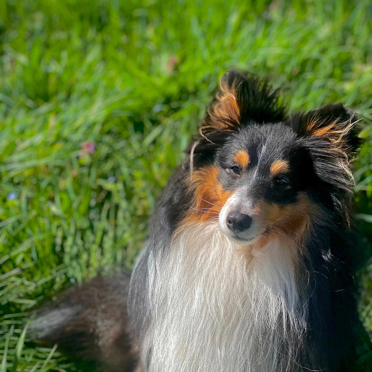 Yuki a rejoint le concours — aidez-le/la à gagner de superbes lots ! dog, outdoor, grass, sunlight, pet, fur, canine, portrait, nature, animal, ears, black_fur, white_fur, brown_fur, long_hair, sitting, daylight, closeup, fluffy, peaceful