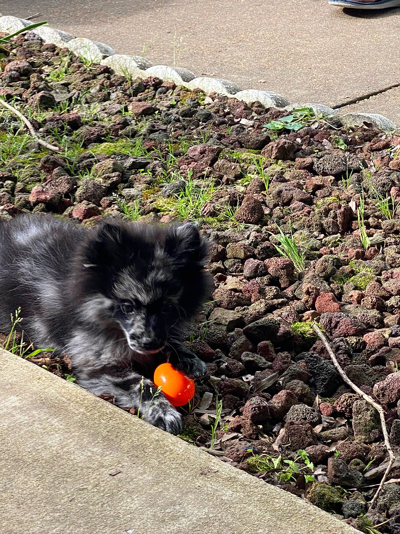 Tinsley is registered to the contest to win money with this photo: canidae, carnivore, cat, dog, german_spitz_mittel, non_sporting_group, plant, pomeranian, road_surface, schipperke, shrub, sidewalk, spitz