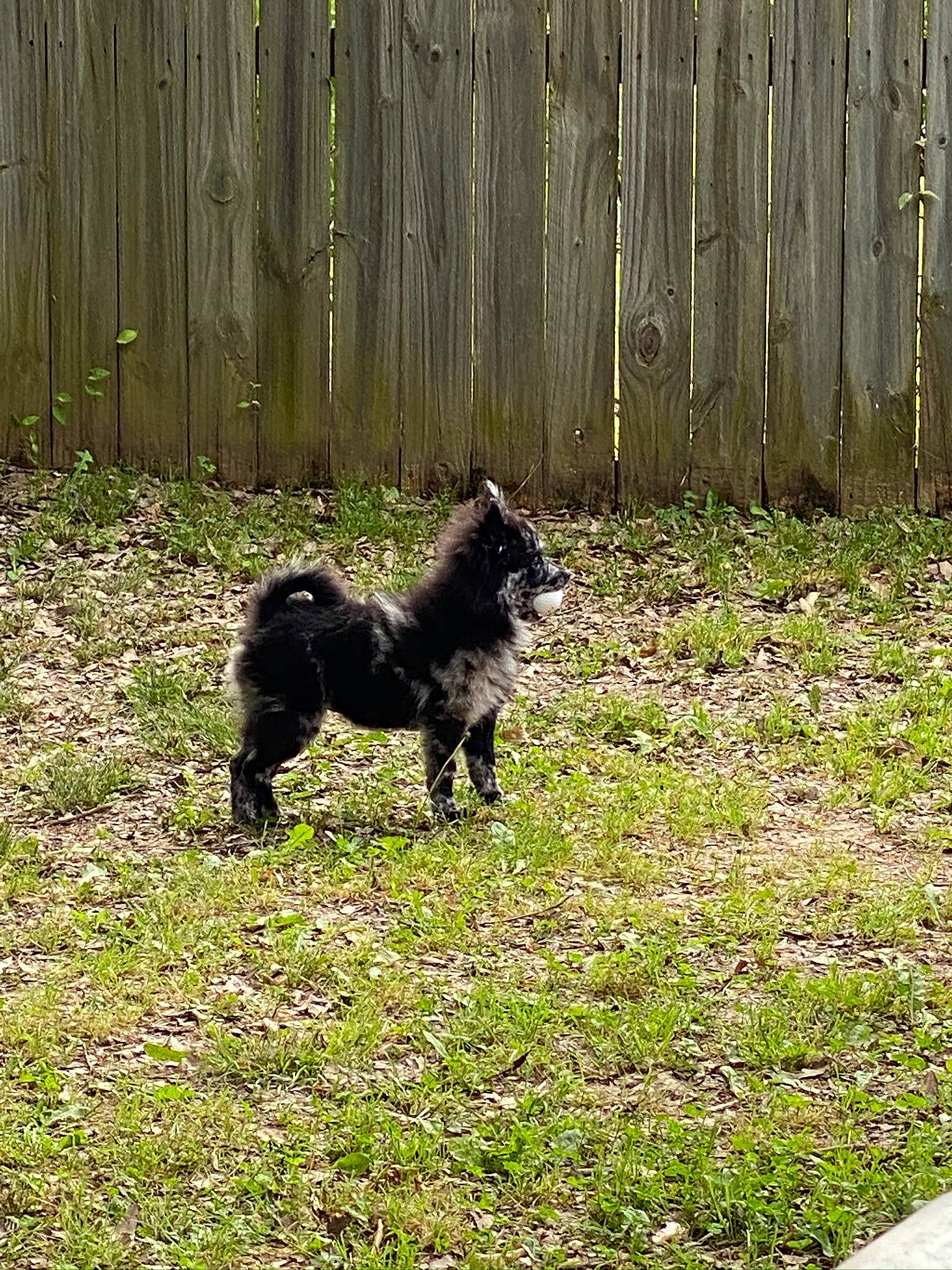 Tinsley is registered to the contest to win money with this photo: canidae, carnivore, dog, dog_breed, grass, mammal, sporting_group, swedish_lapphund, vertebrate