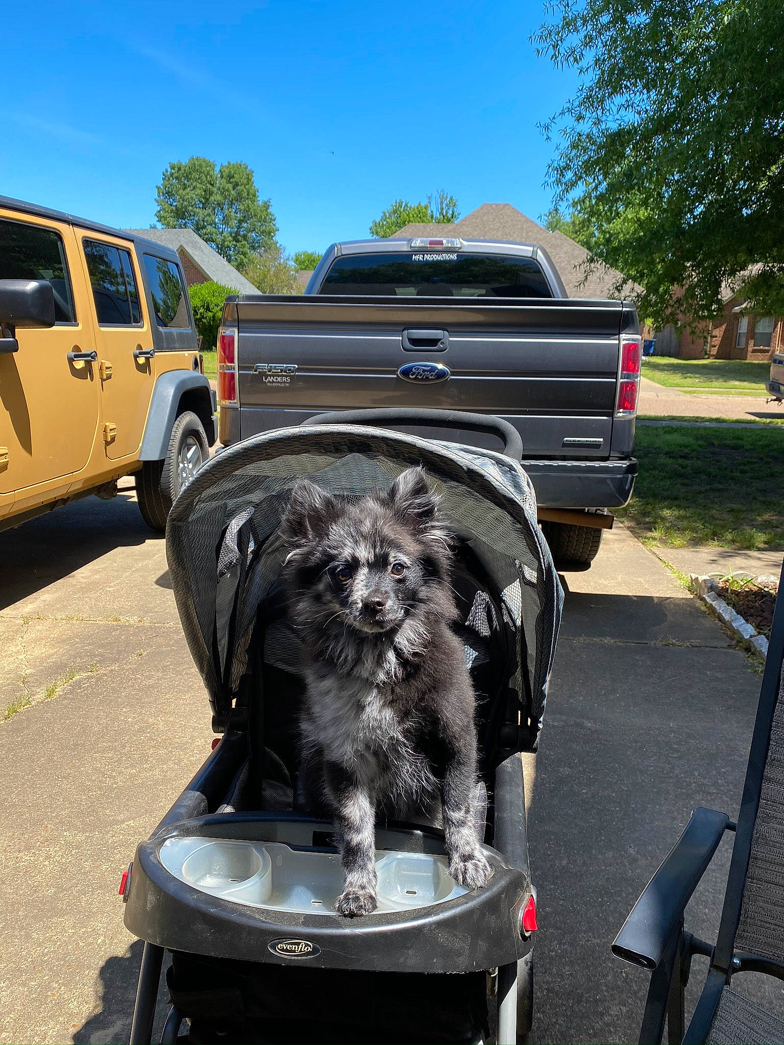 Tinsley joined the competition — help win amazing prizes! automotive_exterior, canidae, car, carnivore, dog, dog_breed, dog_walking, sporting_group, tire, vehicle