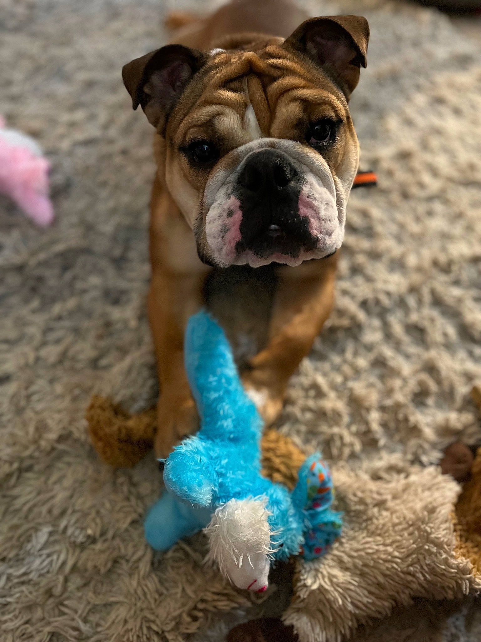 Savanna is registered to the contest to win money with this photo: adventure, bulldog, canidae, carnivore, companion_dog, dog, dog_breed, dog_supply, electric_blue, fawn, grass, leash, molosser, non_sporting_group, snout, soil, sporting_group, window, working_dog, wrinkle