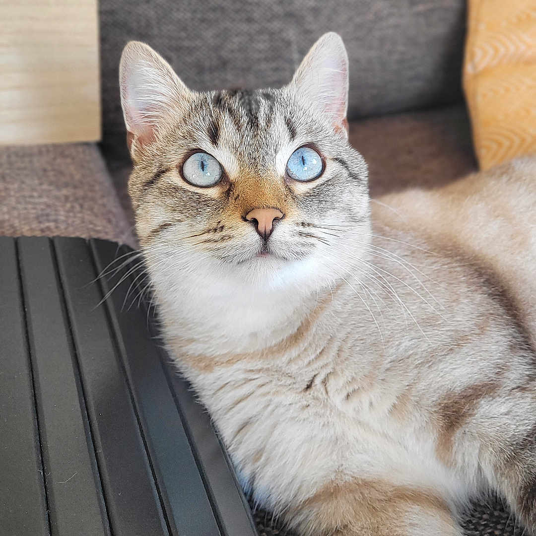 Boubouille participe au concours pour gagner de l'argent avec cette photo : abyssinian, angora, animal, baby, bench, cat, chair, couch, cushion, furniture, hardwood, homedecor, indoors, kitten, manx, person, pet, plywood, siamese, wood