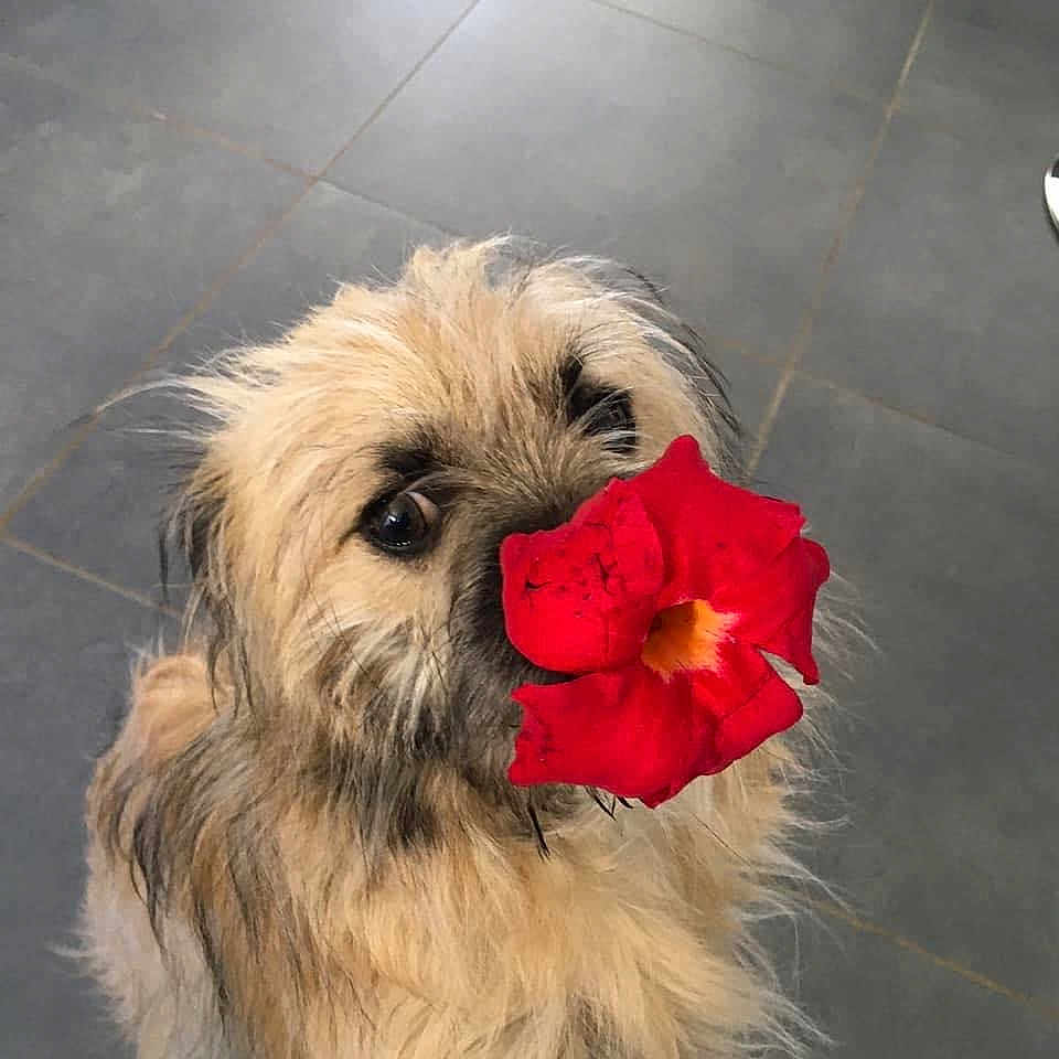 Pepito a rejoint le concours — aidez-le/la à gagner de superbes lots ! dog, flower, red_flower, pet, animal, fur, cute, indoor, tile_floor, close_up, adorable, scruffy, muzzle, eyes, domestic_animal, canine, companion, playful, fluffy, portrait