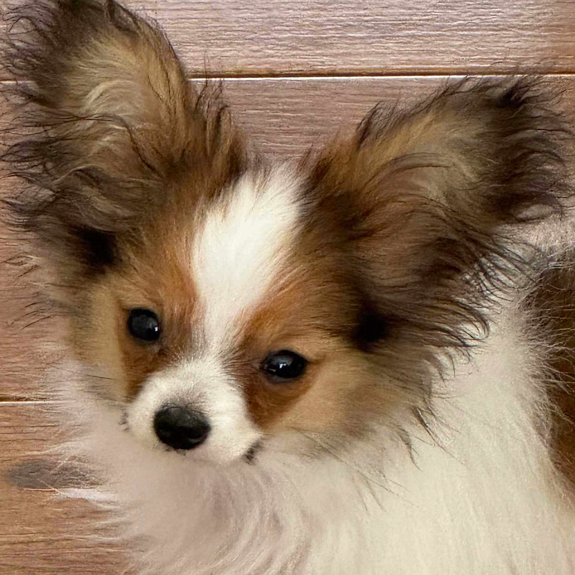 Tenor is registered to the contest to win money with this photo: adorable, animal, brown, closeup, companion, cute, dog, domestic, ears, face, fluffy, fur, indoor, papillon, pet, portrait, puppy, small, white, wooden_floor