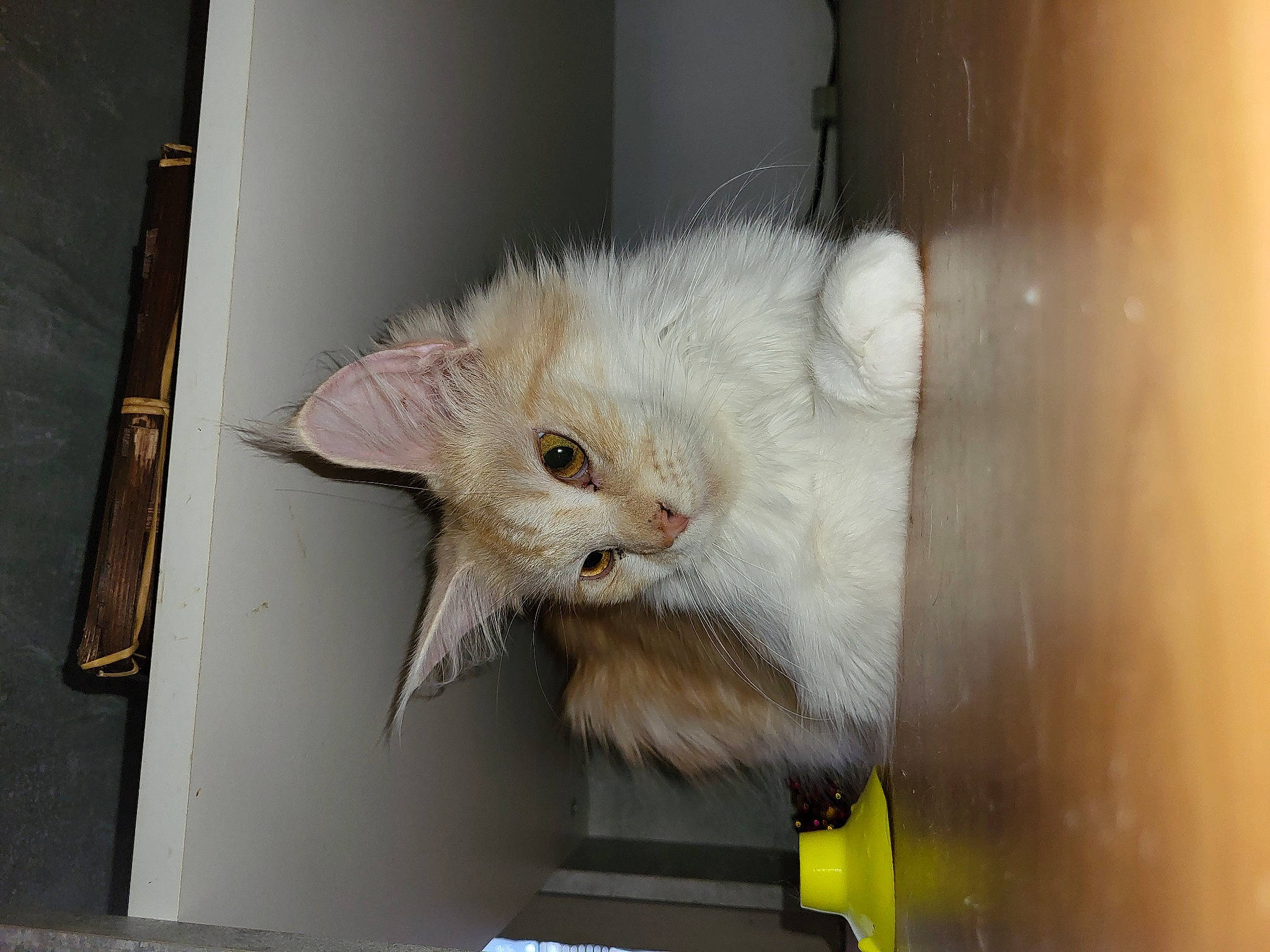 Ocatvia a rejoint le concours — aidez-le/la à gagner de superbes lots ! animal_shelter, carnivore, cat, domestic_short_haired_cat, fawn, felidae, fur, paw, small_to_medium_sized_cats, snout, tail, whiskers, window, wood