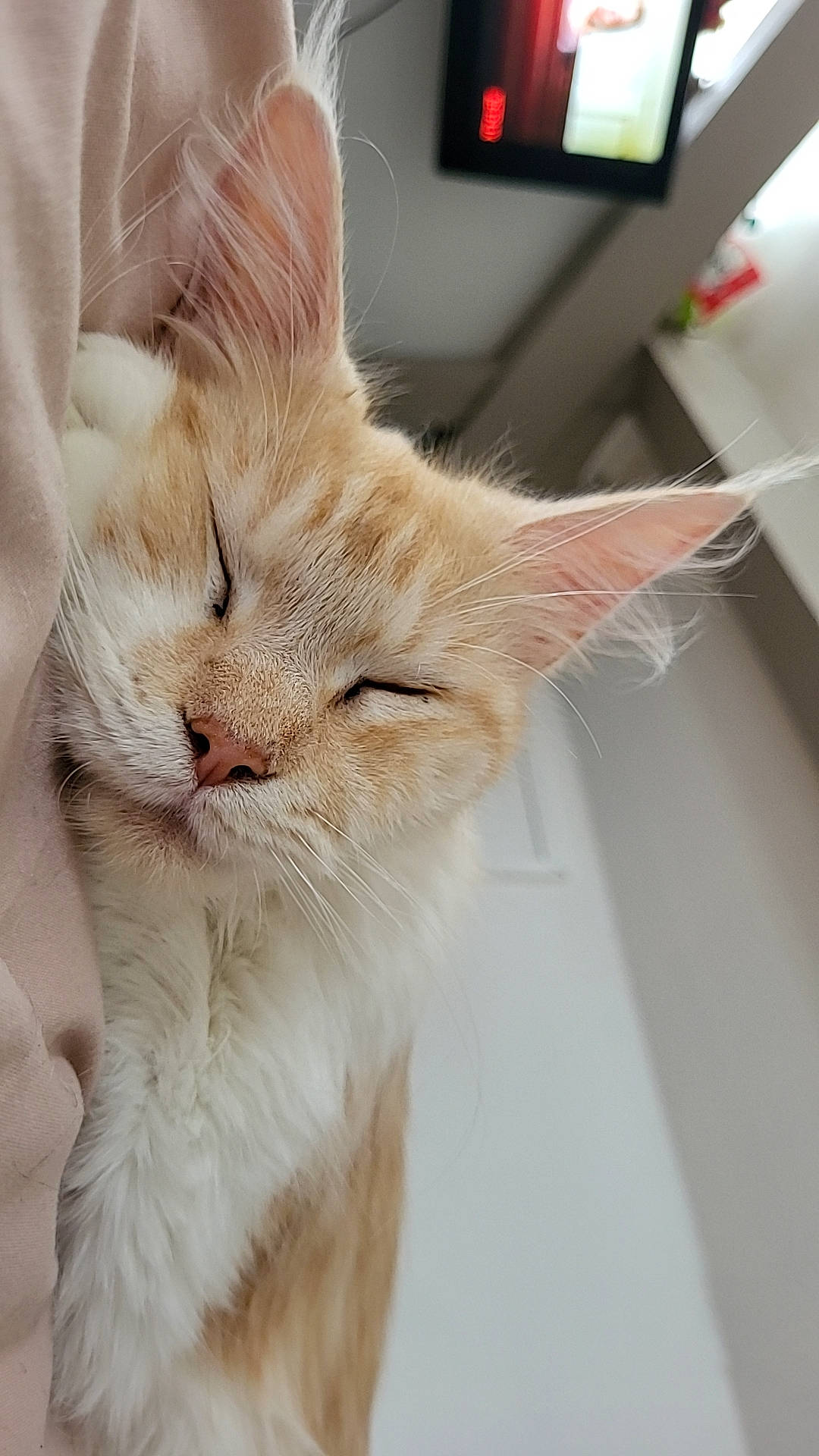 Ocatvia a rejoint le concours — aidez-le/la à gagner de superbes lots ! carnivore, cat, claw, comfort, domestic_short_haired_cat, ear, fawn, felidae, foot, fur, gesture, human_leg, leg, paw, small_to_medium_sized_cats, snout, tail, whiskers, window, wood