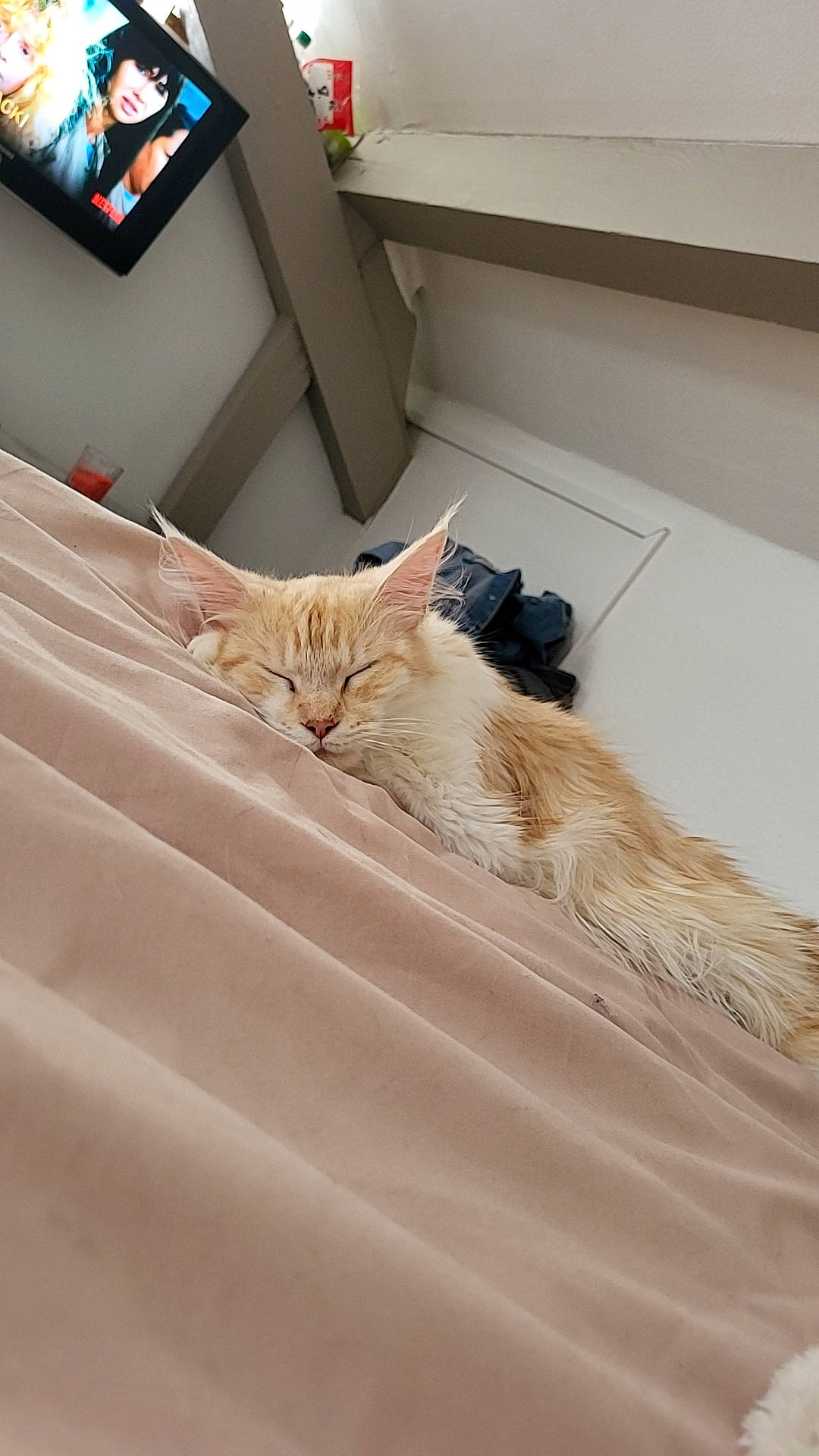 Ocatvia a rejoint le concours — aidez-le/la à gagner de superbes lots ! bedding, bedroom, carnivore, cat, comfort, domestic_short_haired_cat, drawer, felidae, floor, flooring, fur, hardwood, linens, room, shelf, small_to_medium_sized_cats, textile, whiskers, window, wood