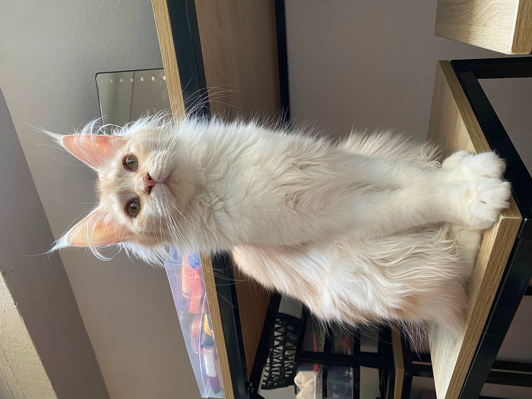 õctãviã a rejoint le concours — aidez-le/la à gagner de superbes lots ! carnivore, cat, claw, collar, domestic_short_haired_cat, eye, fawn, felidae, fur, paw, small_to_medium_sized_cats, snout, tail, whiskers