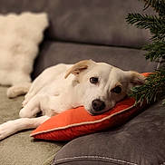 Eira participe au concours pour gagner de l'argent avec cette photo : blanket, christmas_tree_branch, couch, cozy, cushion, dog, evergreen, eyes, indoor, living_room, muzzle, orange_pillow, paw, pet, pillow, portrait, resting, sofa, soft_texture, white_dog