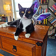 Coco joined the competition — help win amazing prizes! cat, black_and_white, bunny_ears, table, wooden_furniture, bookshelf, books, indoor, carpet, lamp, window, curtains, pet, animal, feline, ears, wide_eyes, relaxed, curious, cozy_room