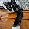 Coco is registered to the contest to win money with this photo: animal, black_and_white, cat, close_up, curious, cute, domestic_cat, feline, indoor, looking, paw, pet, playful, reaching, stretching, texture, wall, whiskers, wooden_surface, yellow_eyes