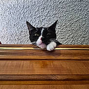 Coco is registered to the contest to win money with this photo: animal, black_and_white, cat, closeup, curious, cute, ears, face, feline, indoor, looking, paw, pet, resting_paw, texture, tuxedo_cat, wall, whiskers, wood, wooden_surface