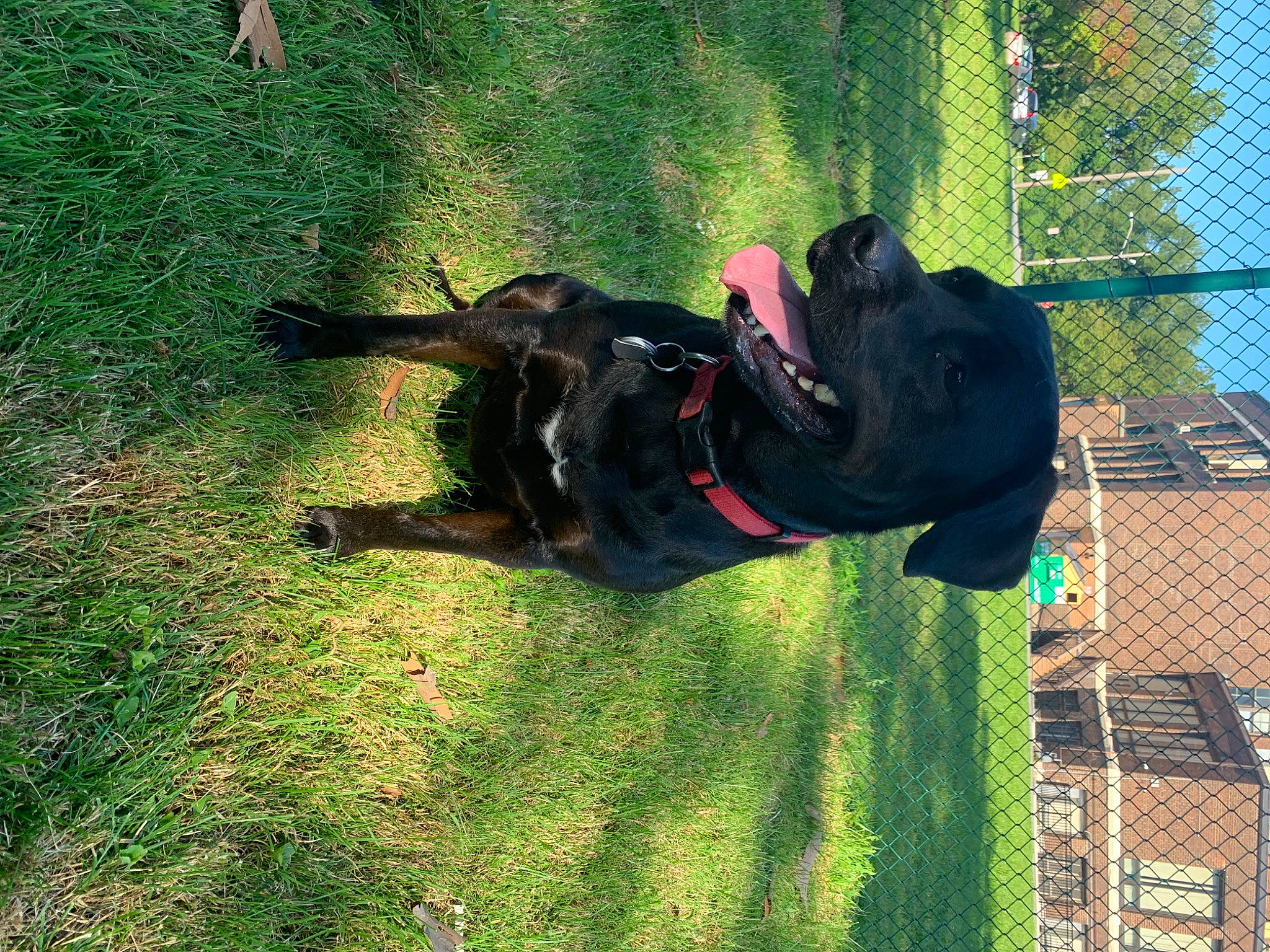 Sadie is registered to the contest to win money with this photo: canidae, carnivore, companion_dog, dog, dog_breed, fence, fun, grass, guard_dog, hunting_dog, lawn, leisure, mesh, pet_supply, plant, shadow, sporting_group, tail, tree, working_dog