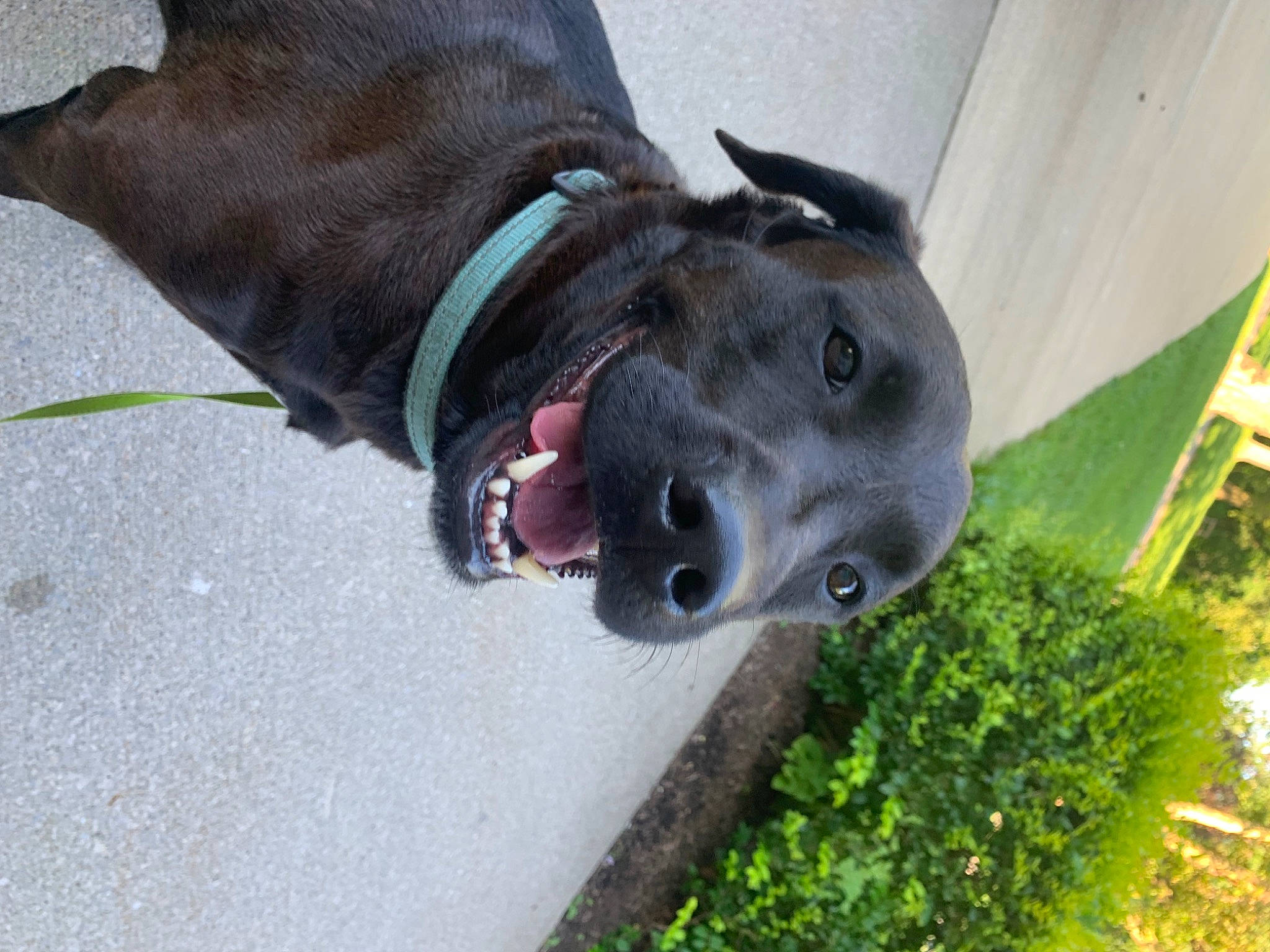 Bella joined the competition — help win amazing prizes! canidae, carnivore, collar, companion_dog, dog, dog_breed, dog_collar, grass, great_dane, guard_dog, pet_supply, plant, pointing_breed, retriever, sculpture, snout, sporting_group, tail, whiskers, working_animal