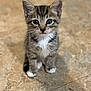 kitten, cat, tabby, pet, animal, fur, white_paws, white_chest, floor, stone_floor, curious, small, cute, young, sitting, indoor, mammal, whiskers, ears, eyes