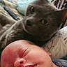 Rheis is registered to the contest to win money with this photo: baby, cat, sleeping, closeup, indoor, cozy, pet, animal, newborn, face, resting, cute, domestic_cat, fur, pillow, blanket, bed, person, relaxation, comfort