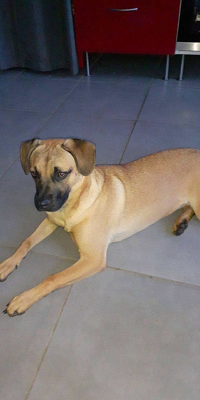 Maya a rejoint le concours — aidez-le/la à gagner de superbes lots ! ancient_dog_breeds, biting, canidae, carnivore, collar, companion_dog, dog, dog_breed, dog_collar, fawn, floor, flooring, paw, pet_supply, tail, toy_dog, whiskers, working_animal, working_dog, wrinkle