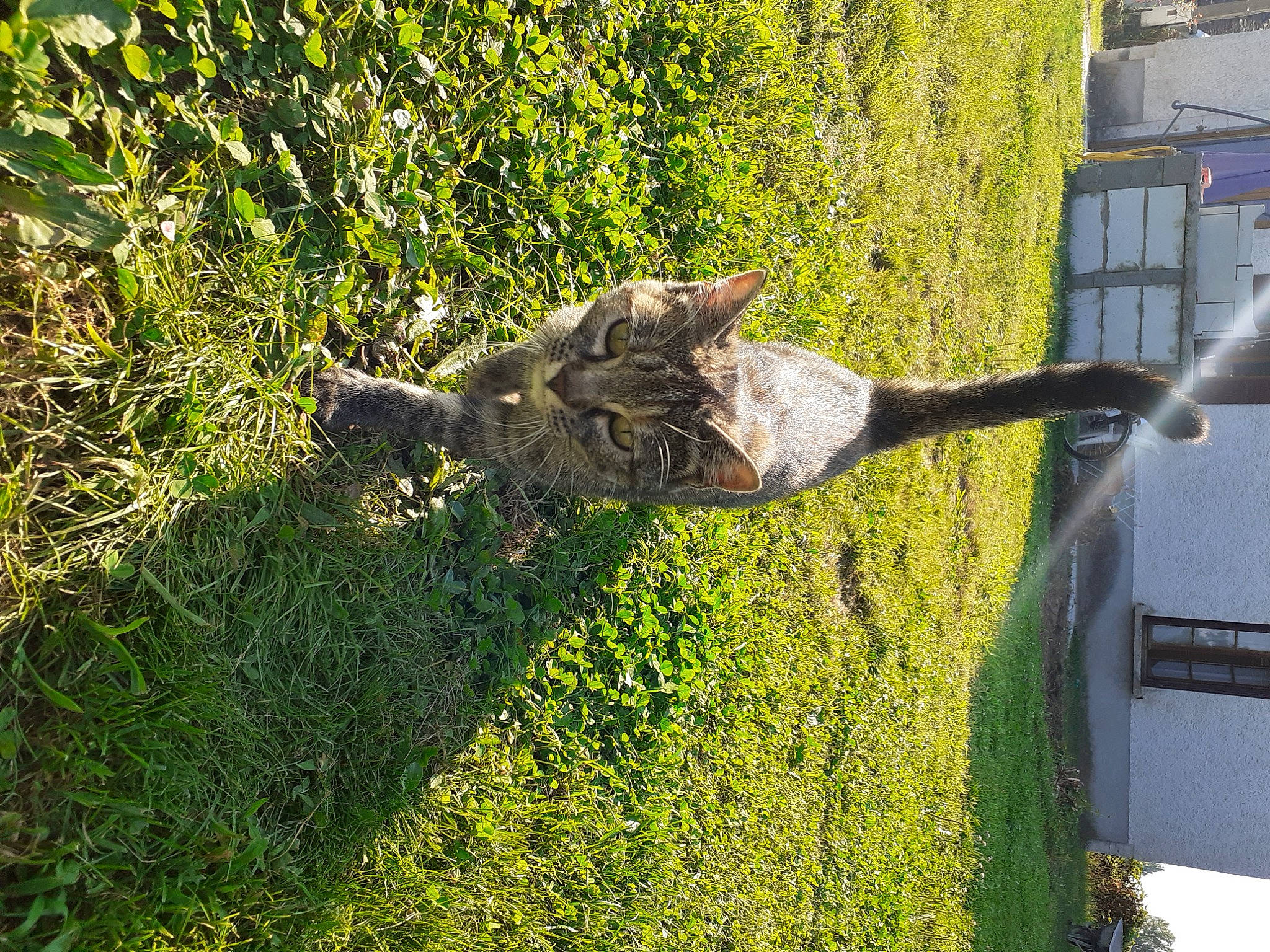 Plume a rejoint le concours — aidez-le/la à gagner de superbes lots ! art, carnivore, cat, domestic_short_haired_cat, felidae, grass, grass_family, groundcover, landscape, lawn, military_camouflage, plant, shadow, shrub, small_to_medium_sized_cats, tail, tree, trunk, window, wood