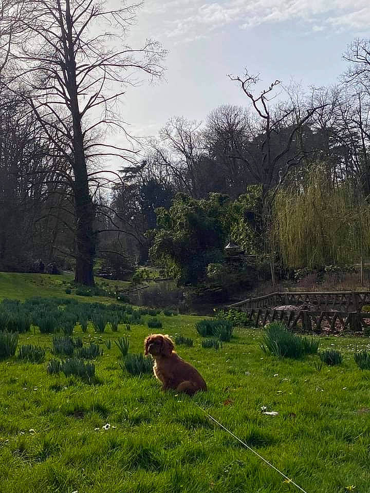 Reese participe au concours pour gagner de l'argent avec cette photo : branch, carnivore, cloud, dog, fawn, grass, grassland, groundcover, land_lot, landscape, meadow, natural_landscape, plant, plant_community, rural_area, shrub, sky, sunlight, tree, twig