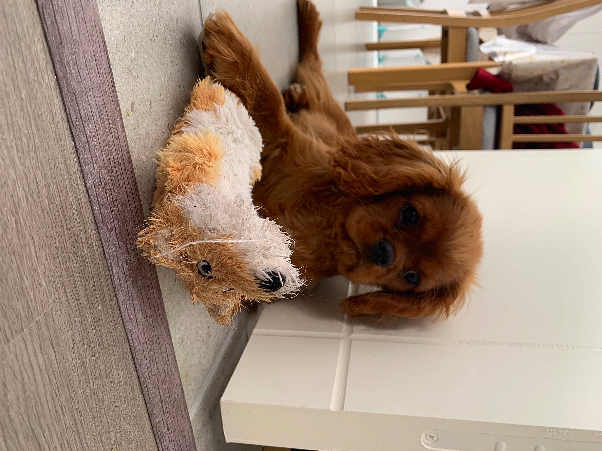 Reese a rejoint le concours — aidez-le/la à gagner de superbes lots ! canidae, carnivore, claw, companion_dog, dog_breed, fawn, felidae, fur, hardwood, liver, small_to_medium_sized_cats, snout, sporting_group, stuffed_toy, tail, terrier, toy, toy_dog, wood, working_animal