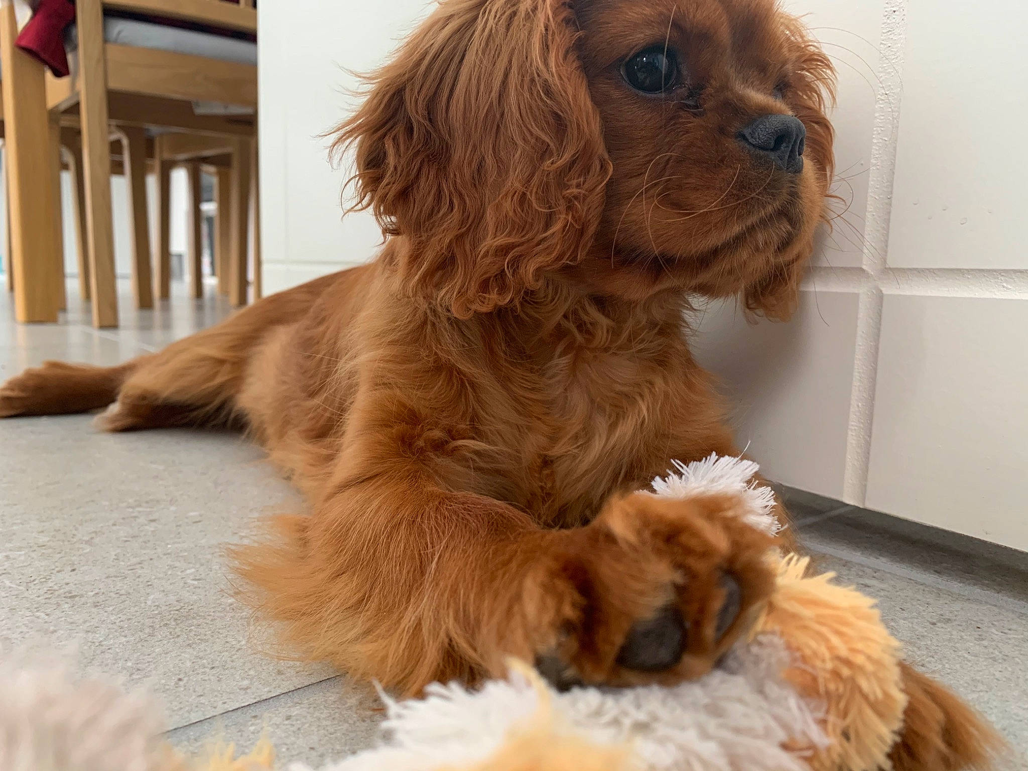 Reese participe au concours pour gagner de l'argent avec cette photo : canidae, carnivore, cavalier_king_charles_spaniel, companion_dog, dog, dog_breed, dog_supply, fawn, flooring, fur, king_charles_spaniel, liver, paw, pet_supply, snout, spaniel, sporting_group, tail, toy_dog, working_animal