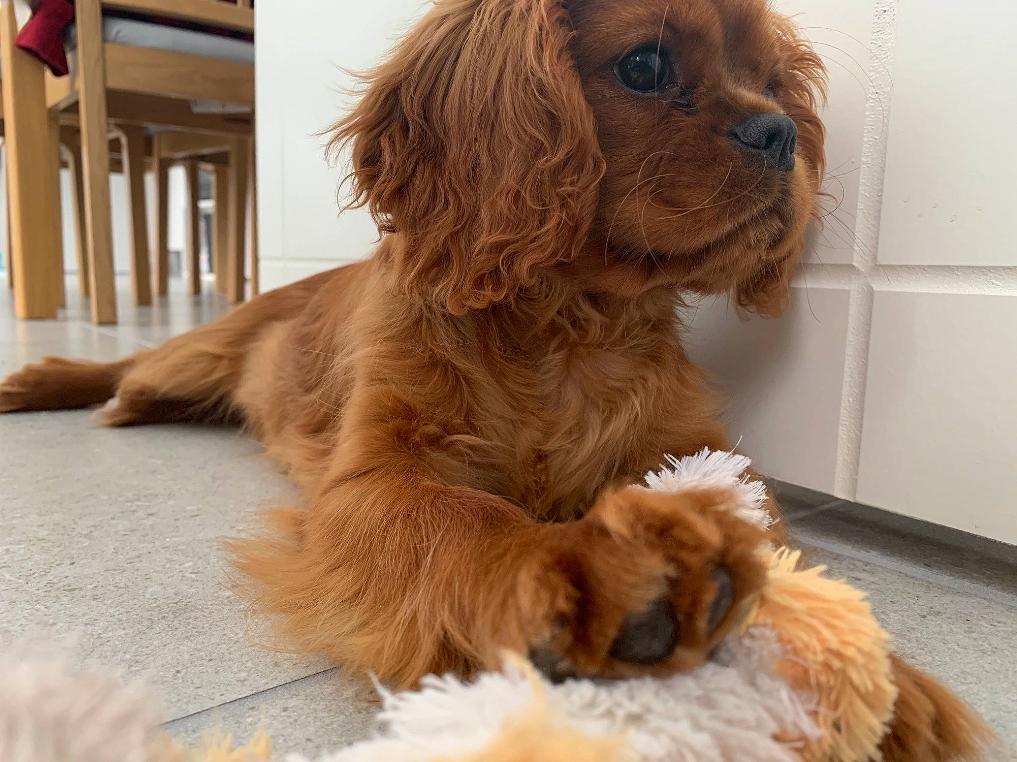 Reese a rejoint le concours — aidez-le/la à gagner de superbes lots ! canidae, carnivore, cavalier_king_charles_spaniel, companion_dog, dog, dog_breed, dog_supply, fawn, flooring, fur, hardwood, king_charles_spaniel, liver, paw, pet_supply, snout, spaniel, sporting_group, toy_dog, working_animal