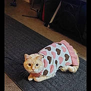 Tootsie joined the competition — help win amazing prizes! animal, box, canine, cat, dog, face, furniture, head, homedecor, indoors, interiordesign, kitten, mat, package, person, pet, photography, portrait, rug, table