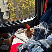 Sadie Marie is registered to the contest to win money with this photo: autumn, blanket, brown_dog, cardboard_box, cozy, daylight, dog, ear, fabric, indoors, pet, plaid_fabric, relaxation, resting, seat, side_mirror, sunlight, trees, vehicle_interior, window