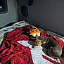 Sadie Marie is registered to the contest to win money with this photo: animal, bed, blanket, brown_dog, canine, cozy, dog, fabric, furniture, halloween, indoor, pet, plush_toy, pumpkin_toy, relaxed, resting, sleepy, small_dog, soft_lighting, toy