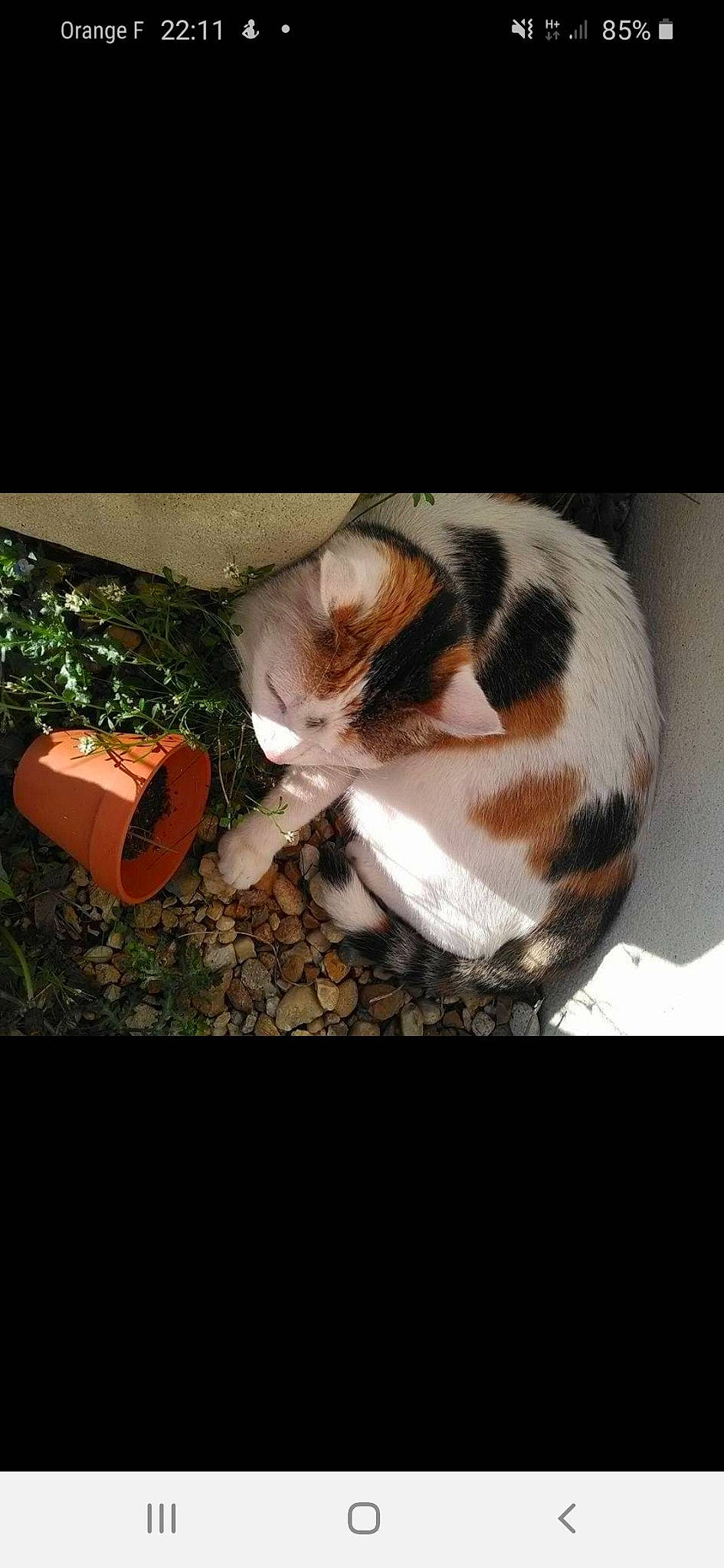 Coco Cchanel a rejoint le concours — aidez-le/la à gagner de superbes lots ! carnivore, cat, domestic_short_haired_cat, ear, european_shorthair, felidae, grass, kitten, organism, photo_caption, photography, small_to_medium_sized_cats, tail, whiskers