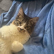 Trojan Apollo is registered to the contest to win money with this photo: cat, fluffy, tabby, white_fur, blue_blanket, soft_texture, indoor, pet, cute, relaxed, paws, lying_down, feline, whiskers, ears, curious, closeup, animal, domestic, cozy