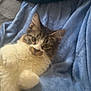 cat, fluffy, tabby, white_fur, blue_blanket, soft_texture, indoor, pet, cute, relaxed, paws, lying_down, feline, whiskers, ears, curious, closeup, animal, domestic, cozy