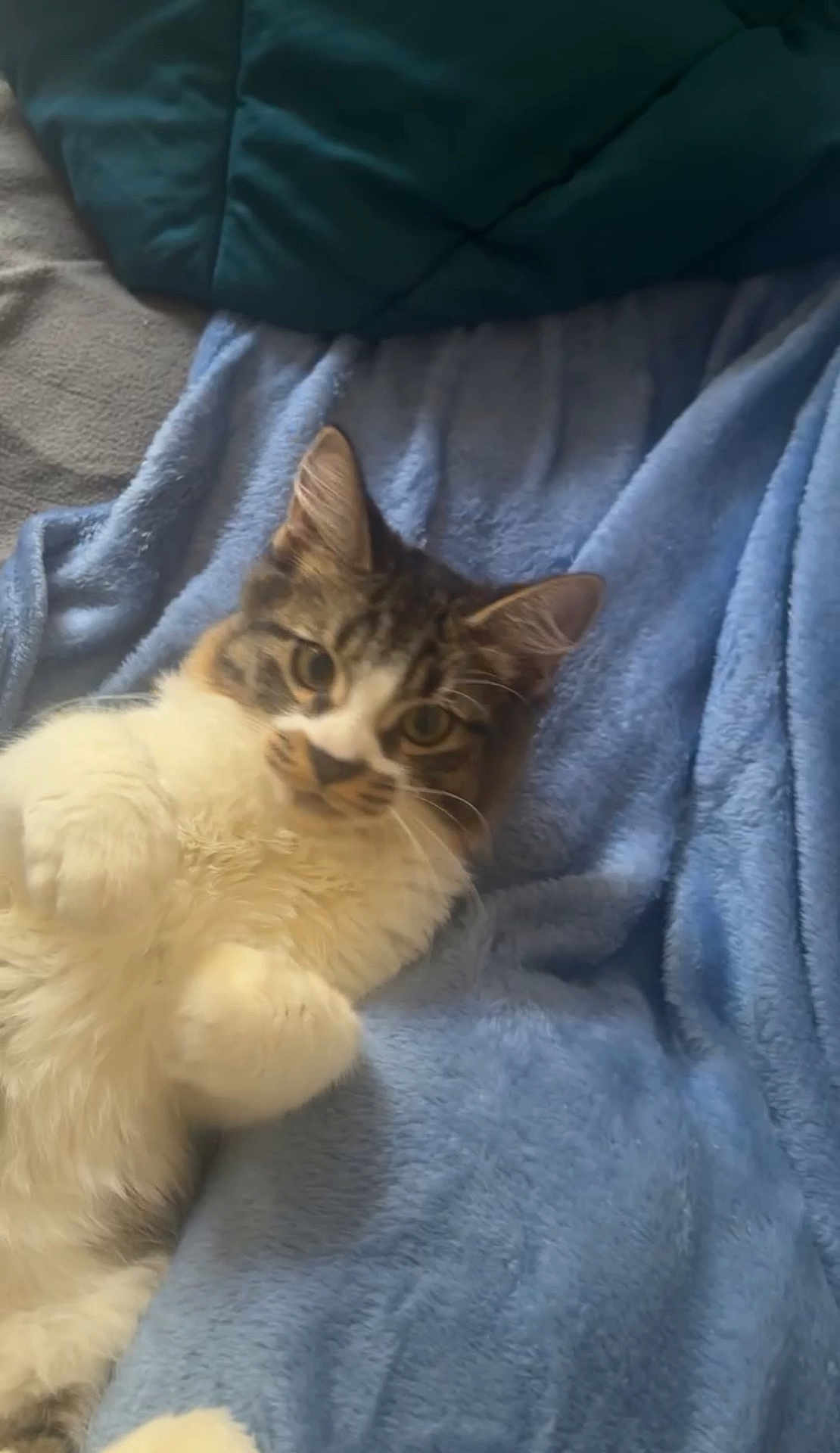 Trojan Apollo is registered to the contest to win money with this photo: cat, fluffy, tabby, white_fur, blue_blanket, soft_texture, indoor, pet, cute, relaxed, paws, lying_down, feline, whiskers, ears, curious, closeup, animal, domestic, cozy