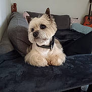 Joker participe au concours pour gagner de l'argent avec cette photo : dog, pet, couch, blanket, collar, indoor, living_room, furniture, guitar, pillow, wall_art, fur, cute, animal, resting, cozy, home, black_collar, small_dog, curious