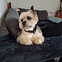 dog, pet, couch, blanket, collar, indoor, living_room, furniture, guitar, pillow, wall_art, fur, cute, animal, resting, cozy, home, black_collar, small_dog, curious