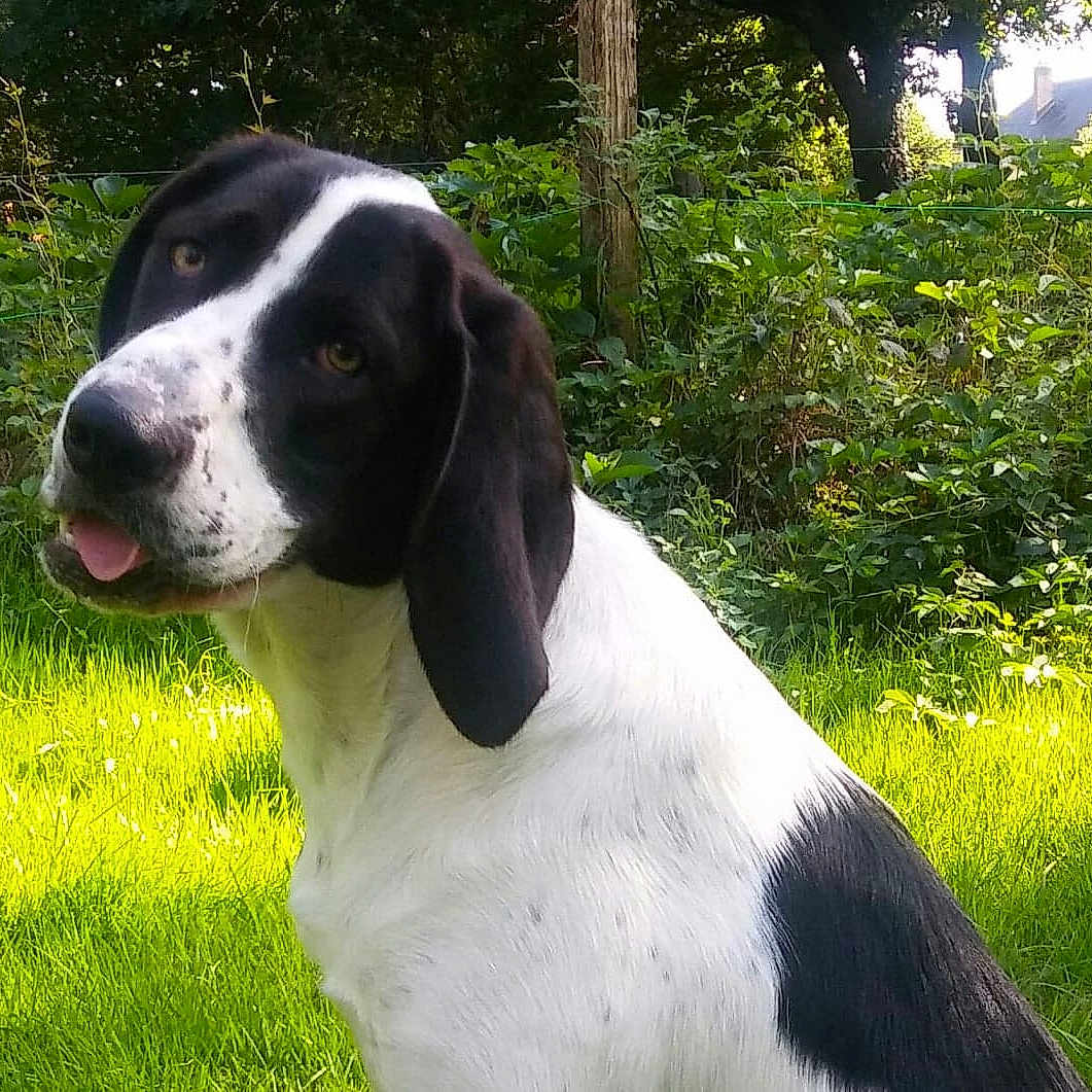 Berthe Aux Grandes Pattes