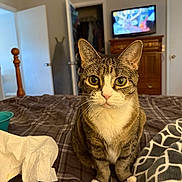 Louann joined the competition — help win amazing prizes! animal, bed, blanket, cat, closet, cozy, curious, domestic, eyes, fur, furniture, home, indoor, open_door, pet, sitting, striped, tabby, television, whiskers