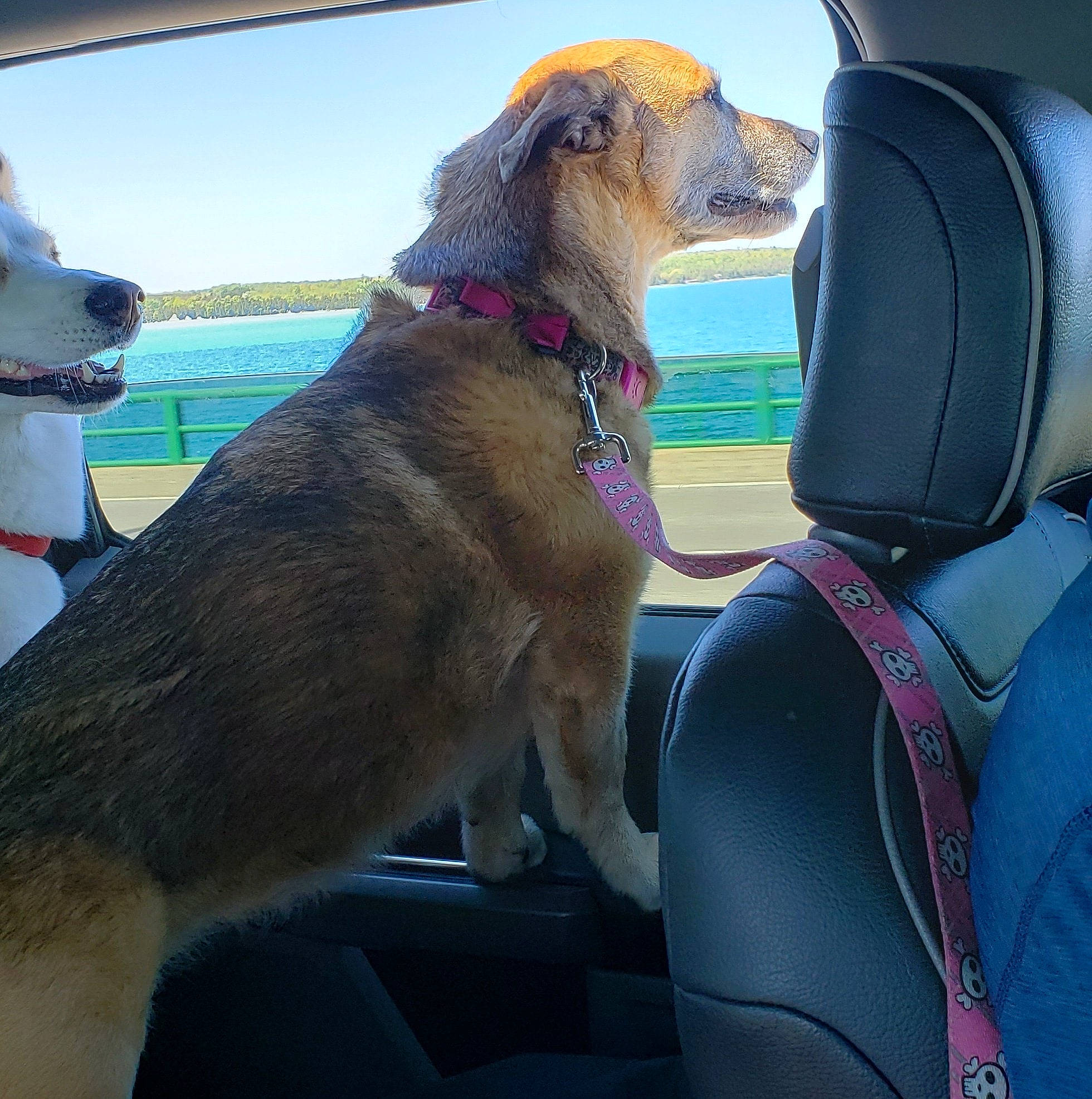Lucy joined the competition — help win amazing prizes! canidae, car_seat, carnivore, companion_dog, dog, dog_breed, fawn, mammal, snout, sporting_group, vehicle