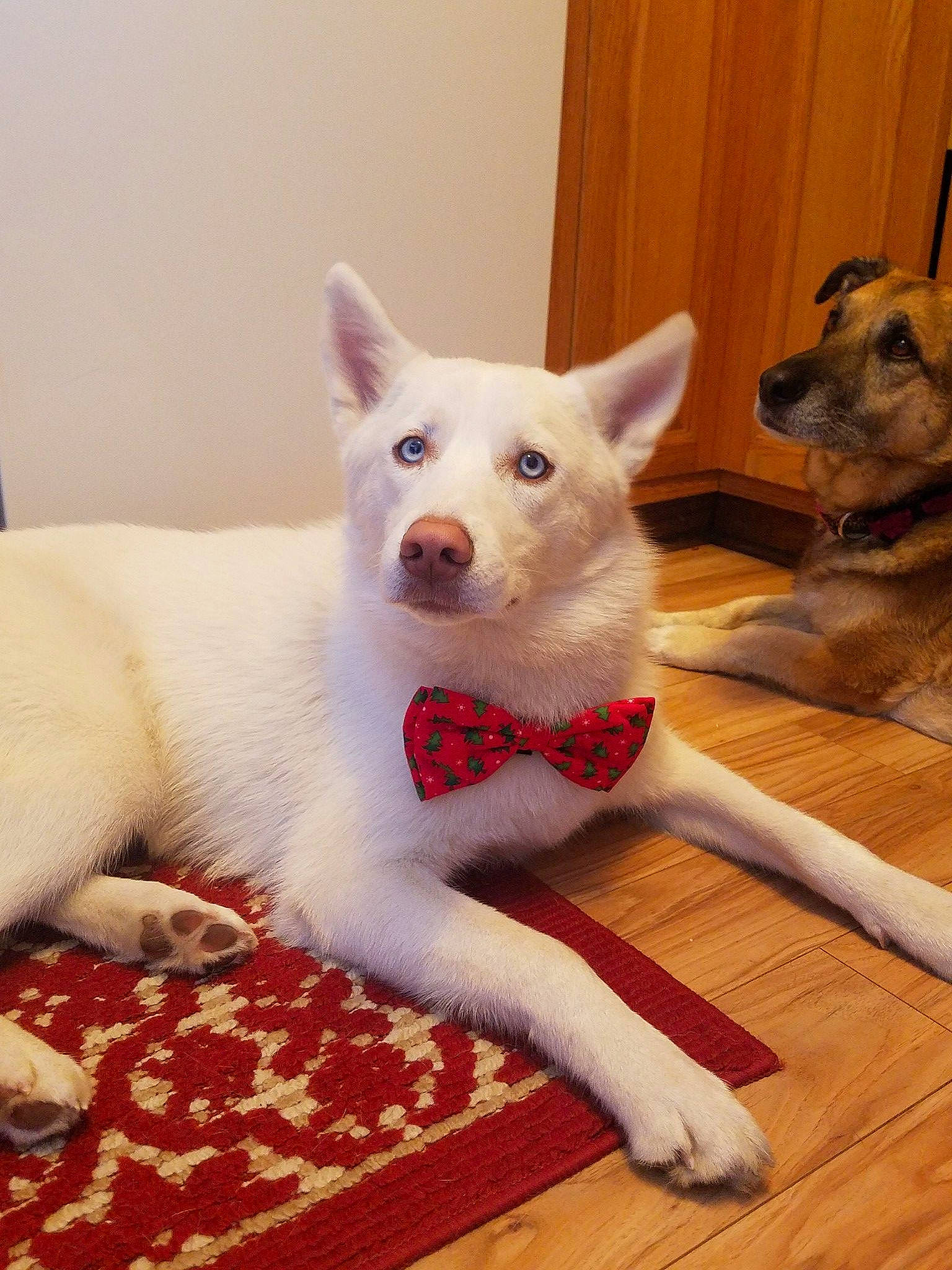 Casper is registered to the contest to win money with this photo: berger_blanc_suisse, canaan_dog, canidae, carnivore, carolina_dog, dog, dog_breed, fawn, kishu, korean_jindo_dog, labrador_husky, mammal, non_sporting_group, norwegian_buhund, pungsan_dog, rare_breed_dog, siberian_husky, tail, vertebrate, white_shepherd