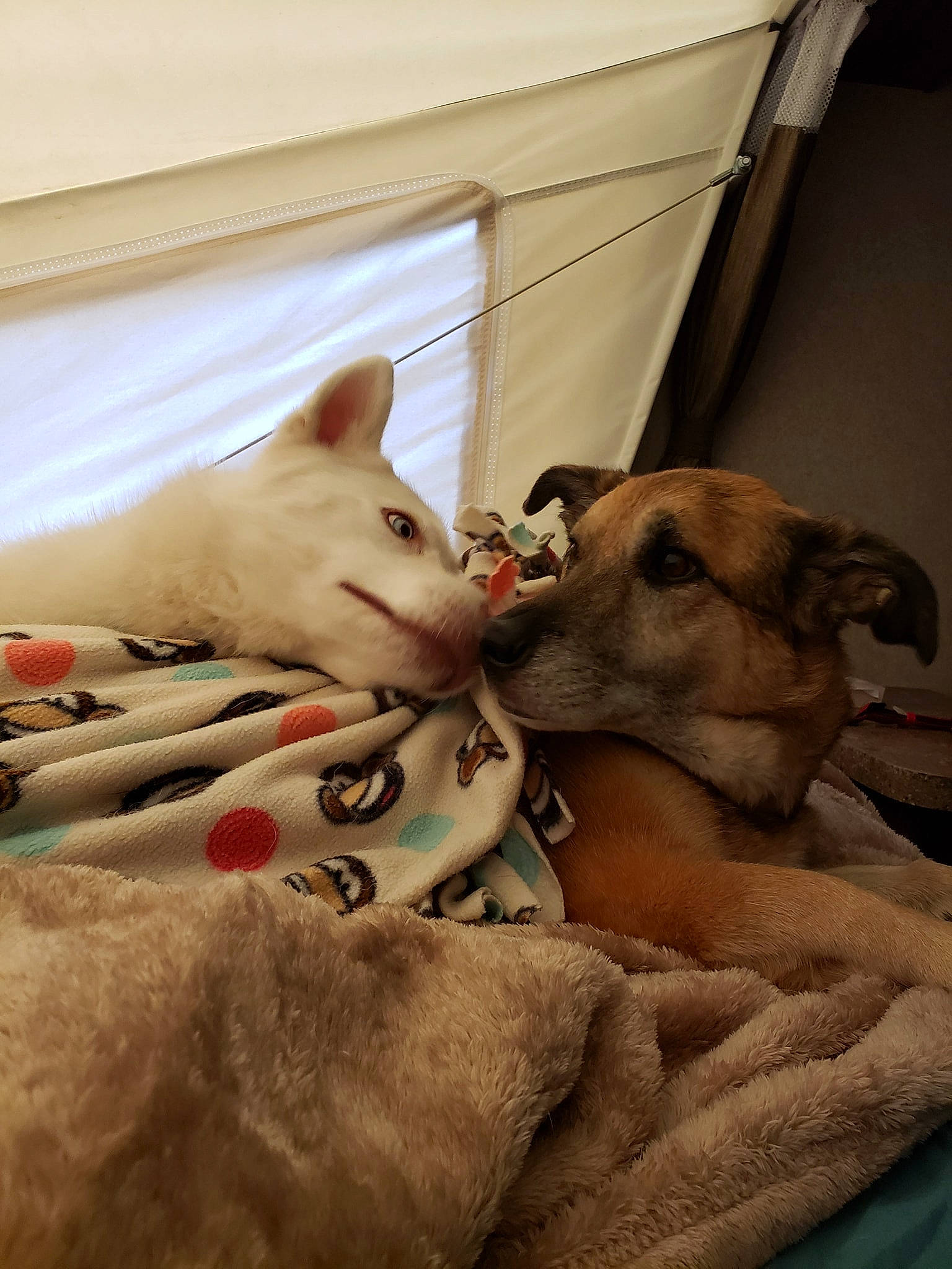 Casper is registered to the contest to win money with this photo: canidae, carnivore, dog, dog_breed, fawn, mammal, non_sporting_group, puppy, snout