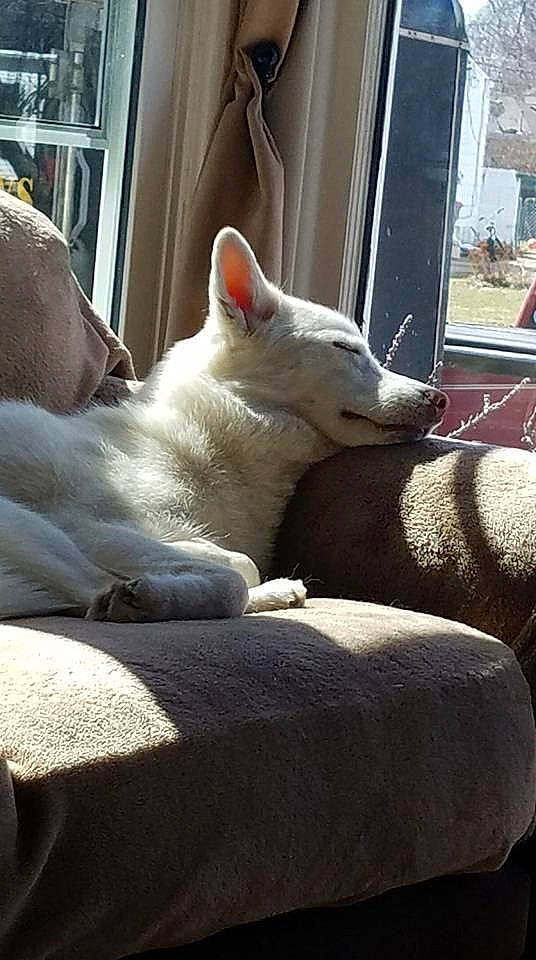 Casper is registered to the contest to win money with this photo: berger_blanc_suisse, canaan_dog, canidae, carnivore, dog, dog_breed, kishu, korean_jindo_dog, mammal, non_sporting_group, vertebrate, white_shepherd