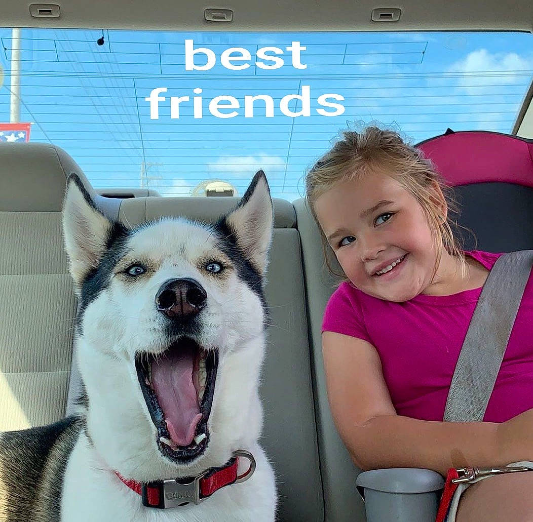 Stoli is registered to the contest to win money with this photo: alaskan_malamute, canadian_eskimo_dog, canidae, carnivore, dog, dog_breed, greenland_dog, mammal, miniature_siberian_husky, northern_inuit_dog, photo_caption, rare_breed_dog, seppala_siberian_sleddog, siberian_husky, sled_dog, vertebrate, working_dog