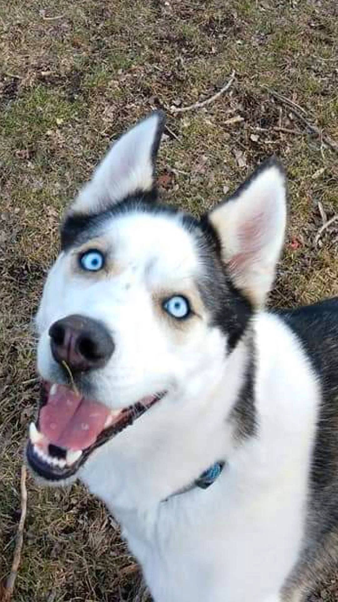 Stoli joined the competition — help win amazing prizes! alaskan_klee_kai, alaskan_malamute, canadian_eskimo_dog, canidae, carnivore, dog, dog_breed, east_siberian_laika, greenland_dog, mammal, miniature_siberian_husky, native_american_indian_dog, northern_inuit_dog, sakhalin_husky, seppala_siberian_sleddog, siberian_husky, sled_dog, snout, vertebrate, wolfdog