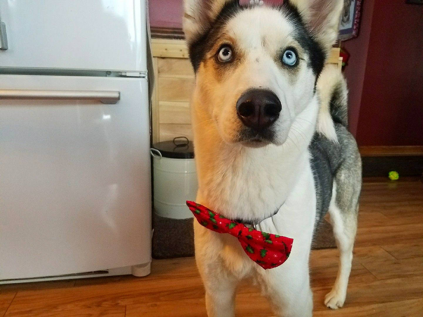 Stoli is registered to the contest to win money with this photo: canidae, carnivore, dog, dog_breed, east_siberian_laika, eye, labrador_husky, mammal, northern_inuit_dog, nose, rare_breed_dog, sakhalin_husky, seppala_siberian_sleddog, siberian_husky, sled_dog, snout, tamaskan_dog, vertebrate, wolfdog, working_dog