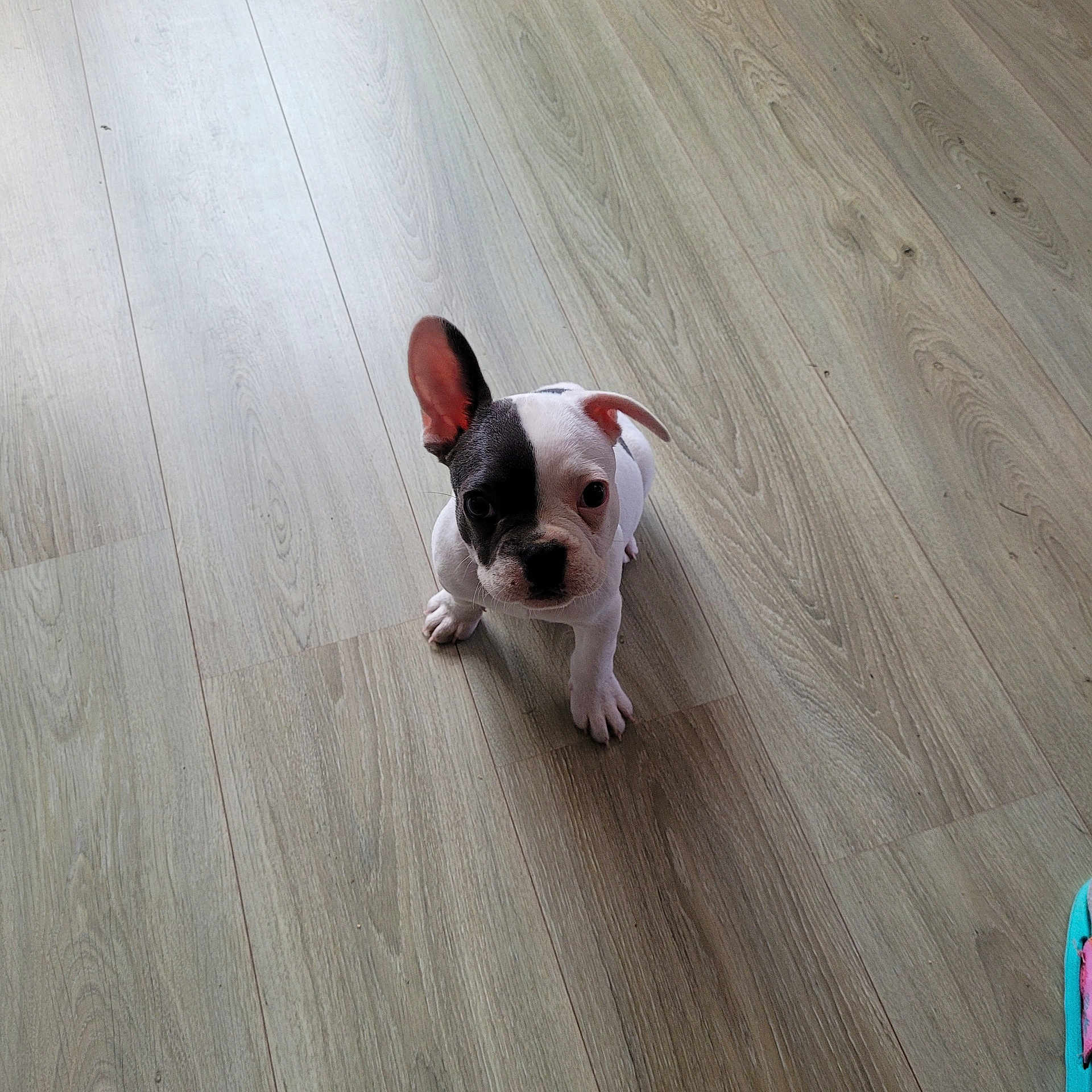 Snow participe au concours pour gagner de l'argent avec cette photo : adorable, animal, black_and_white, companion, curious, cute, dog, domestic, ears, floor, indoor, looking_up, one_ear_down, one_ear_up, pet, puppy, sitting, small, wood_floor, young