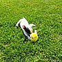 Snow participe au concours pour gagner de l'argent avec cette photo : puppy, dog, grass, outdoor, toy, yellow_ball, playful, pet, chewing, sunlight, greenery, animal, young, nature, fun, summer, cute, small, white, black