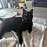 black_cat, cat, pet, indoor, blanket, living_room, cat_tree, toys, basket, fireplace, floor, curious, green_eyes, furniture, cozy, relaxed, domestic_animal, wood_floor, window, home